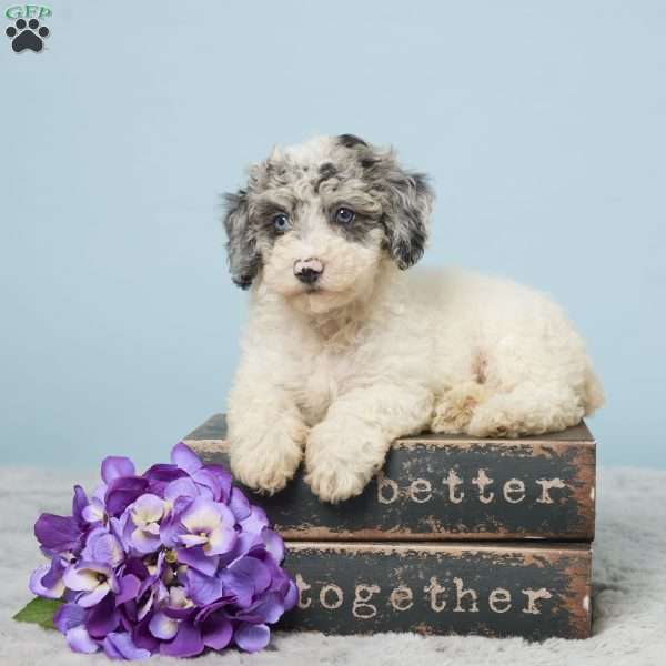 Abby, Miniature Poodle Puppy